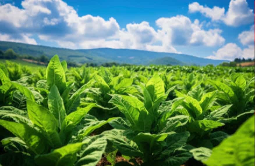 Rows of vibrant tobacco plants under the Cuban sun