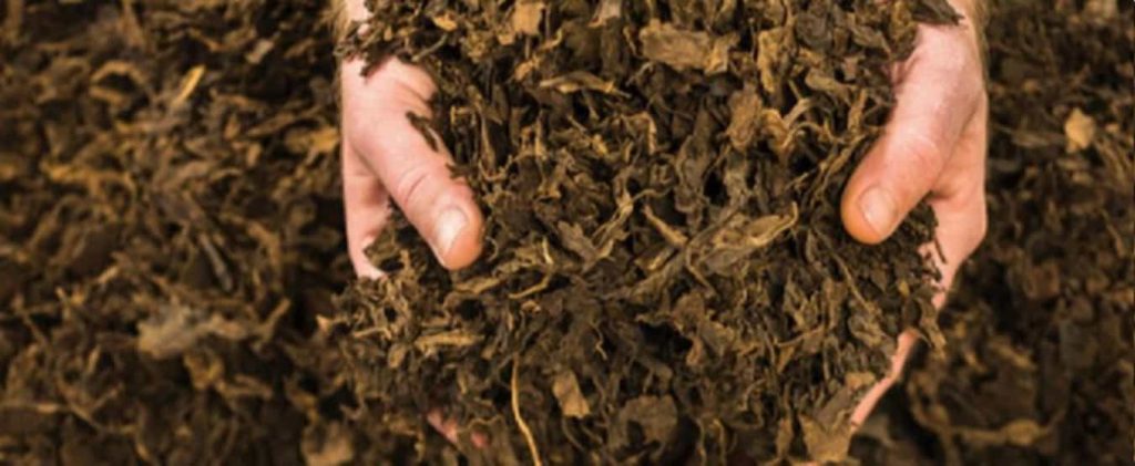 Expert examining the quality of Dark Air-Cured tobacco