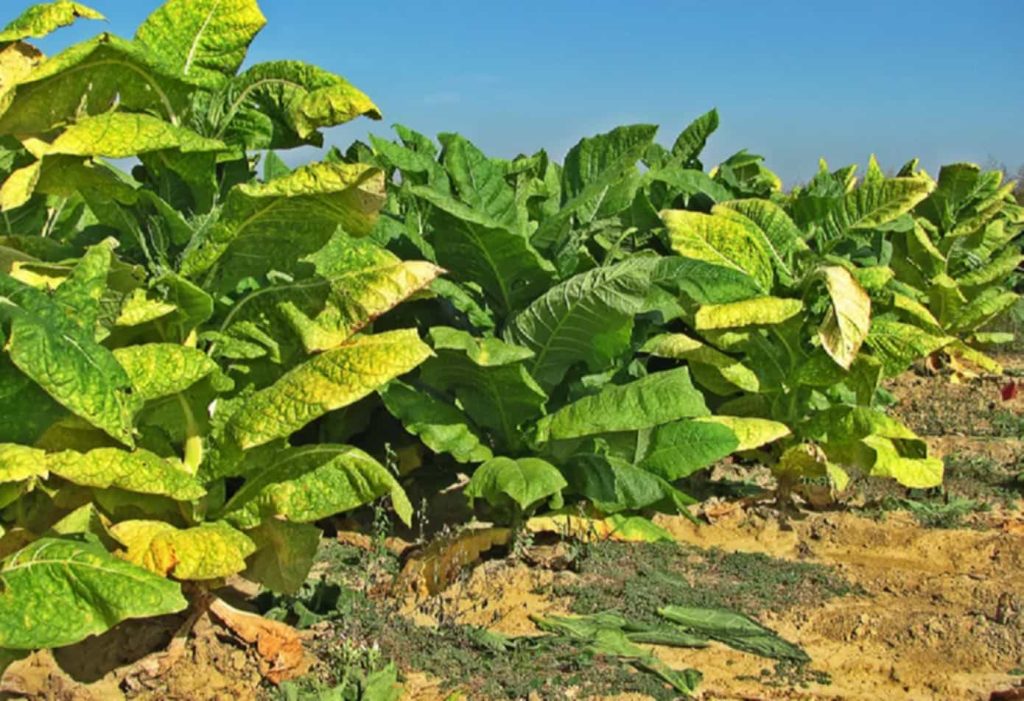 Intimate Glimpse: Tennessee Burley Tobacco Leaves