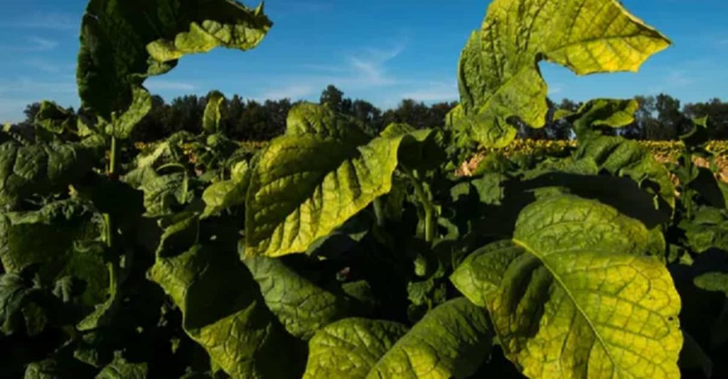 Tobacco leaves, basking under the Kentucky sun, await their moment of transformation.